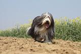 BEARDED COLLIE 218